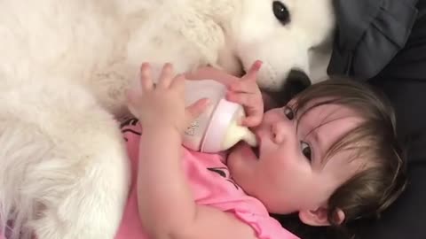 Loving samoyed preciously cuddles with cute baby