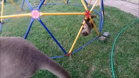 baby sloth - funny vids