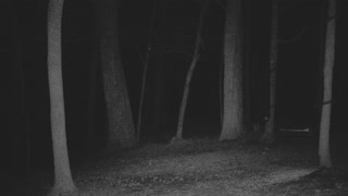 The Woods - 02/10/2021 Bear