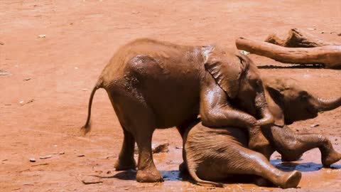 Baby Elephants Playing In The Mud Viral HD