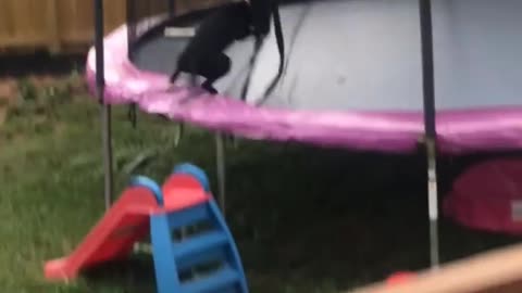 Dog tries to jump onto trampoline, gets denied