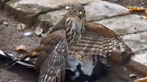 Wonderful Mother! Angry Mother Bird to attack Leopard to protect The Baby Birds in the tree.