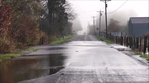 Skokomish River salmon cross the road-Part 1