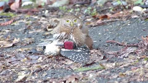 Northern Pygmy Owl Predates on Nuttall's Woodpecker