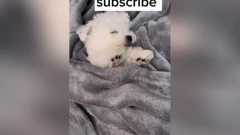 New cats 😂 funny video