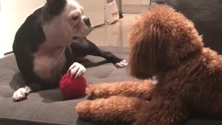 Dog not liking when other dog tries taking ball