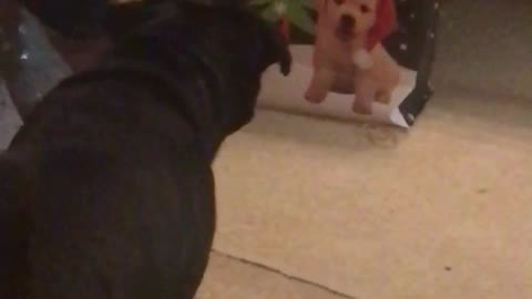 Dog growls at image of puppy on bag