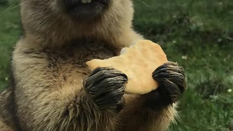 20 #What to shoot today #Beautiful prairie Marmot eating potato chips