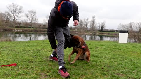 Apprendre le SLALOM entre les jambes à son chien