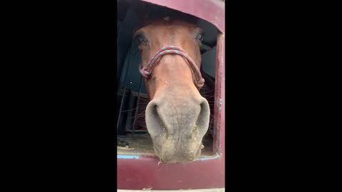 Patriot and Duke's freedom ride