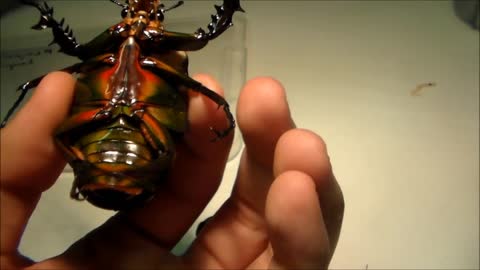 Flower Chafer - Beautiful Giant Beetles