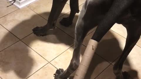 Dog chases tail with paper towel roll