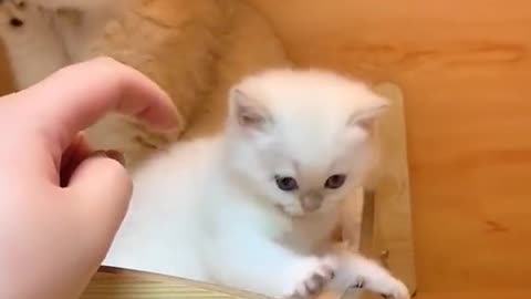 The kitten defends itself in a funny way