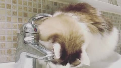 Cat playing with tap water and having fun