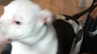 Black and white pitbull dog fights vacuum hose