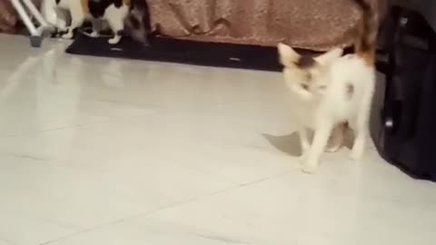 Two Cute Kittens Playing Around the house