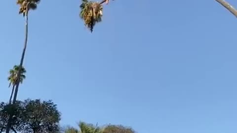Man Risks His Life By Cutting plam Tree