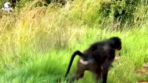 30 Moments Leopard Fights All The Way With 50 Baboons To Avenge His Baby And What Happens Nex?
