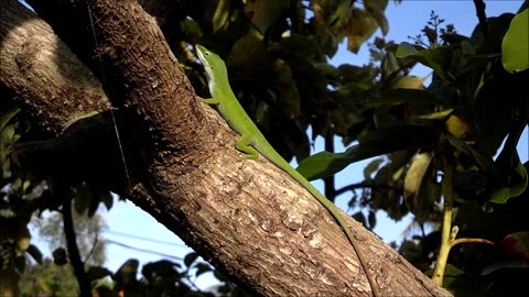 South Florida Lizards featuring Iguana, Green Anole, and Amivia.