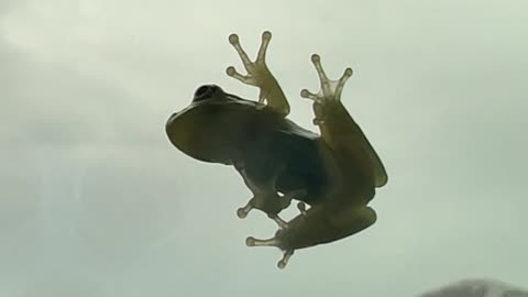 Frog Home Invasion