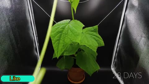 Growing Cucumber Timelapse - Seed To Fruit