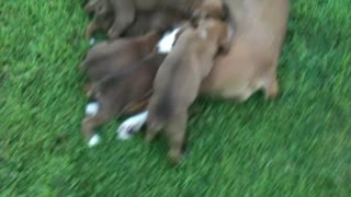 10 Hungry Boxer Puppies