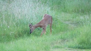 Wildener Rehe - wild deer