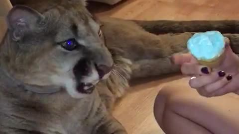 Domesticated puma youngster loves eating ice cream