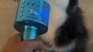 adorable dog sings into microphone