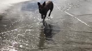 Brown dog runs along the beach on a sunny day