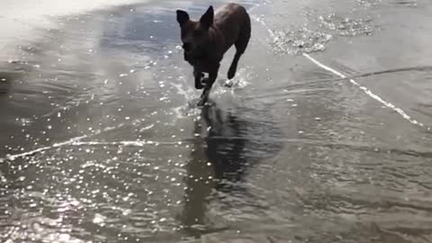 Brown dog runs along the beach on a sunny day