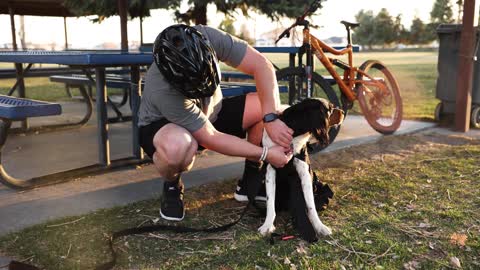 How to Carry Your Dog in a Backpack