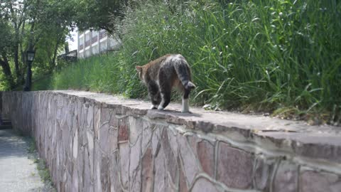 Gray cat walks on a stone fence