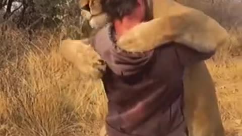 Its tearful😢😭 amazing lion