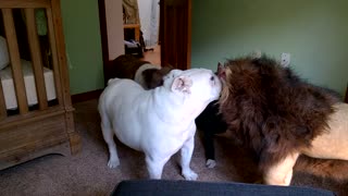 Brave English Bulldog vs. Stuffed Lion