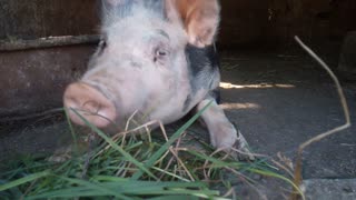 Adorable Pig Eats Grass
