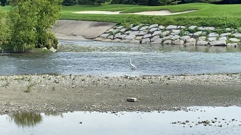 Great White Egret and Cormorants