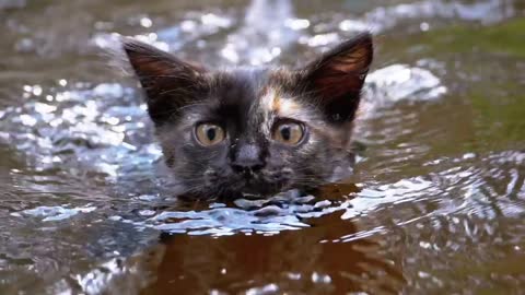Wild cat swimming in a river