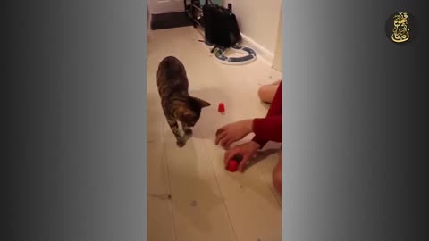 Cat Plays Shell Game