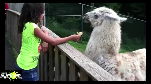 Llama spitting compilation