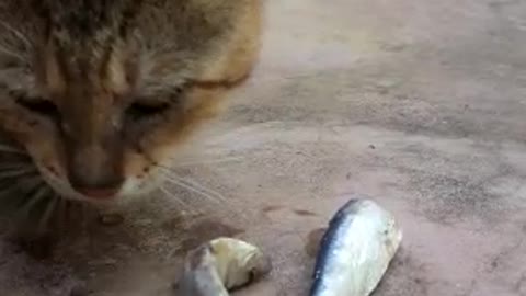 Kitty Gets Really Upset When Fish (Food) is Cool