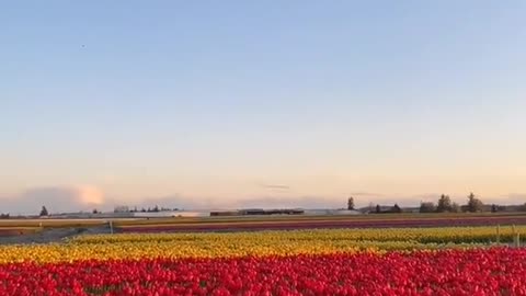 The Skagit Valley Tulip Festival is a Tulip festival in the Skagit Valley of Washington State.