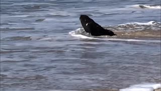 Seal Sighting on the Beach