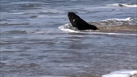 Seal Sighting on the Beach