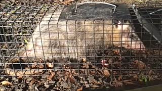 Huge possum in tiny trap. Caught today 9-22