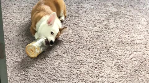 Adorable Corgi puppy can't get enough peanut butter