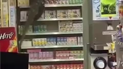 A Scared Giant Monitor Lizard Entered a 7- Eleven