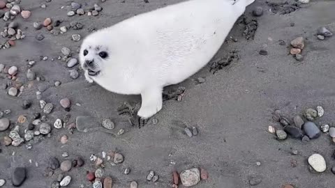 Baby seal don t want people too close for comfort.