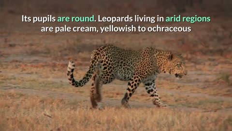 Leopard || Description, Characteristics and Facts!