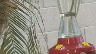Hummingbirds in Gilbert AZ